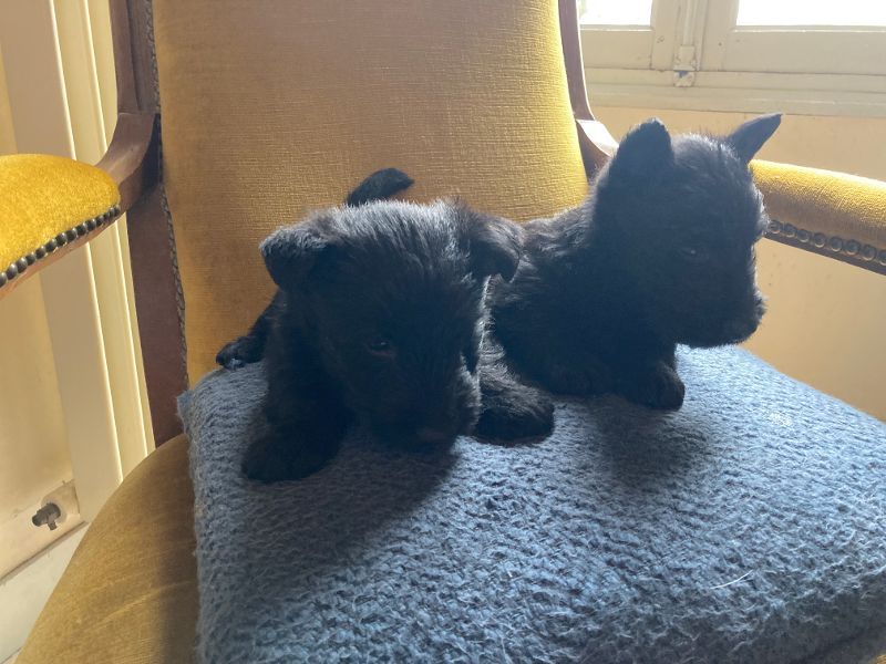 Olivier Giraud - Chiots disponibles - Scottish Terrier